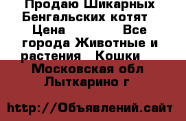 Продаю Шикарных Бенгальских котят › Цена ­ 17 000 - Все города Животные и растения » Кошки   . Московская обл.,Лыткарино г.